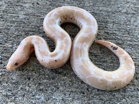 Aug 15, 2017 ... Food and Water: Boas eat rodents no larger than the snake's girth. Baby Sand Boas should be fed once a week. Pinky mice and small mice are ideal ...